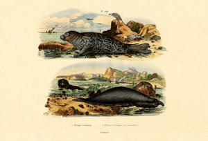 Gewone Zeehond